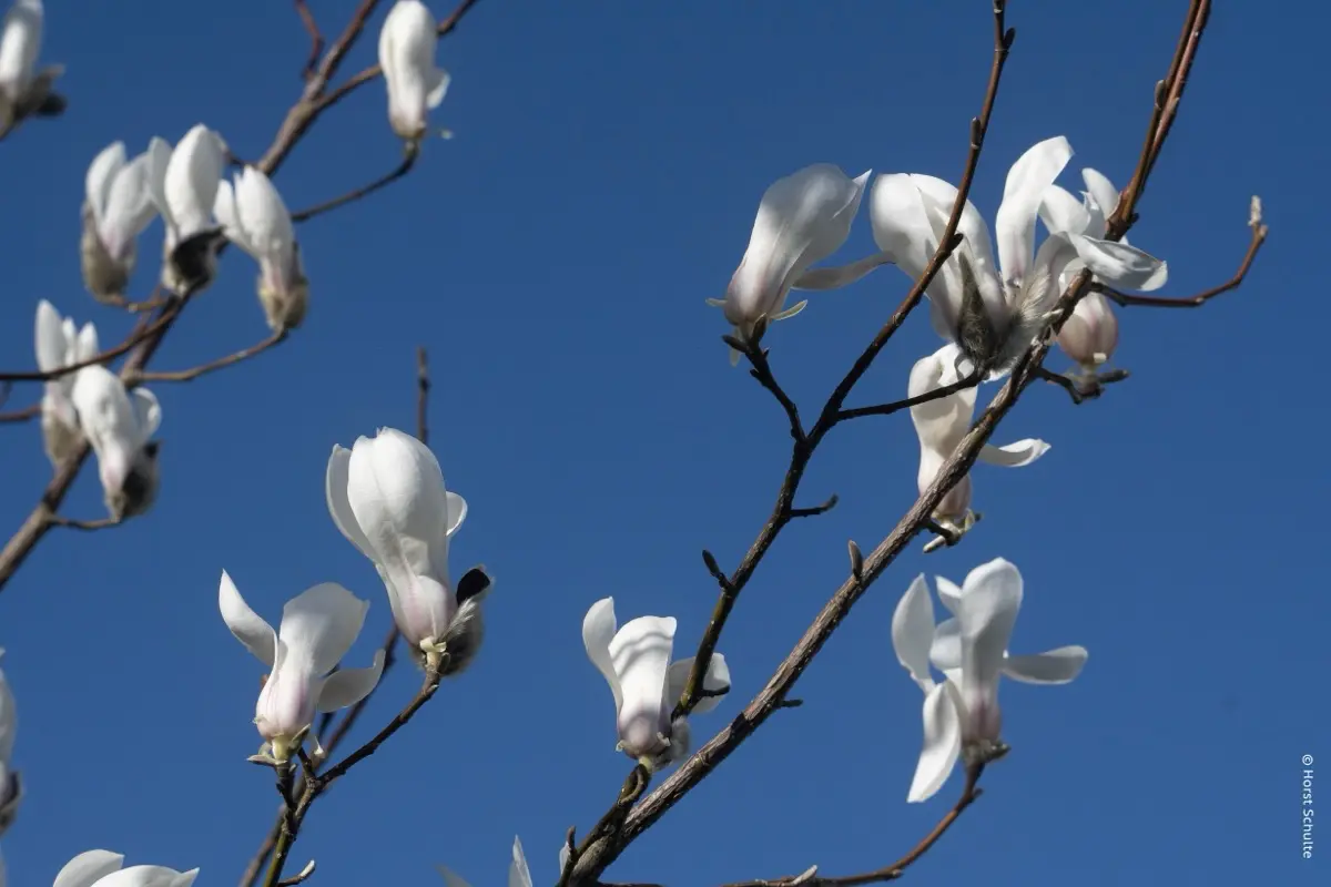 Magnolien am 2. März?